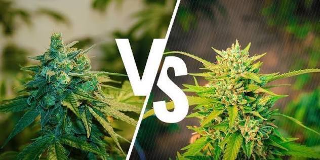 Indoor vs Outdoor Weed