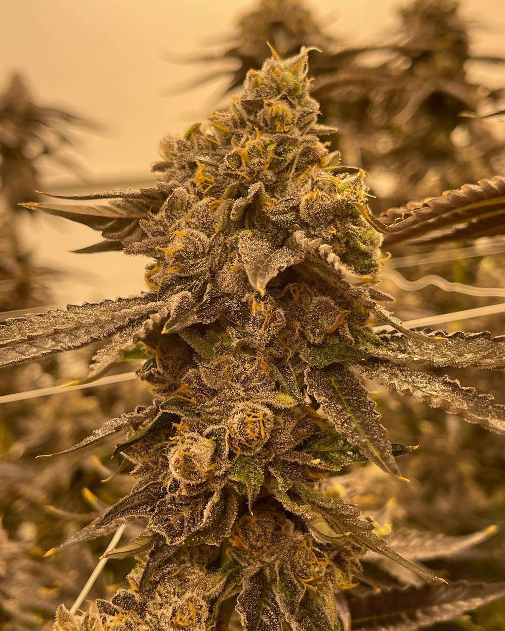 Cannabis kopen Nederland