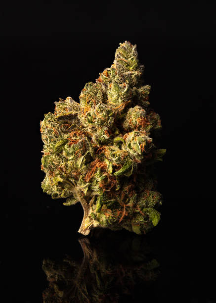 Premium Cannabis Deutschland