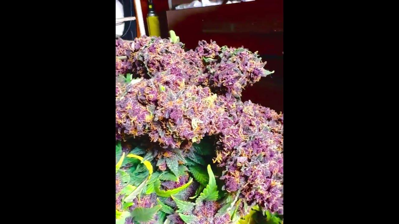 Purple Haze Sativa