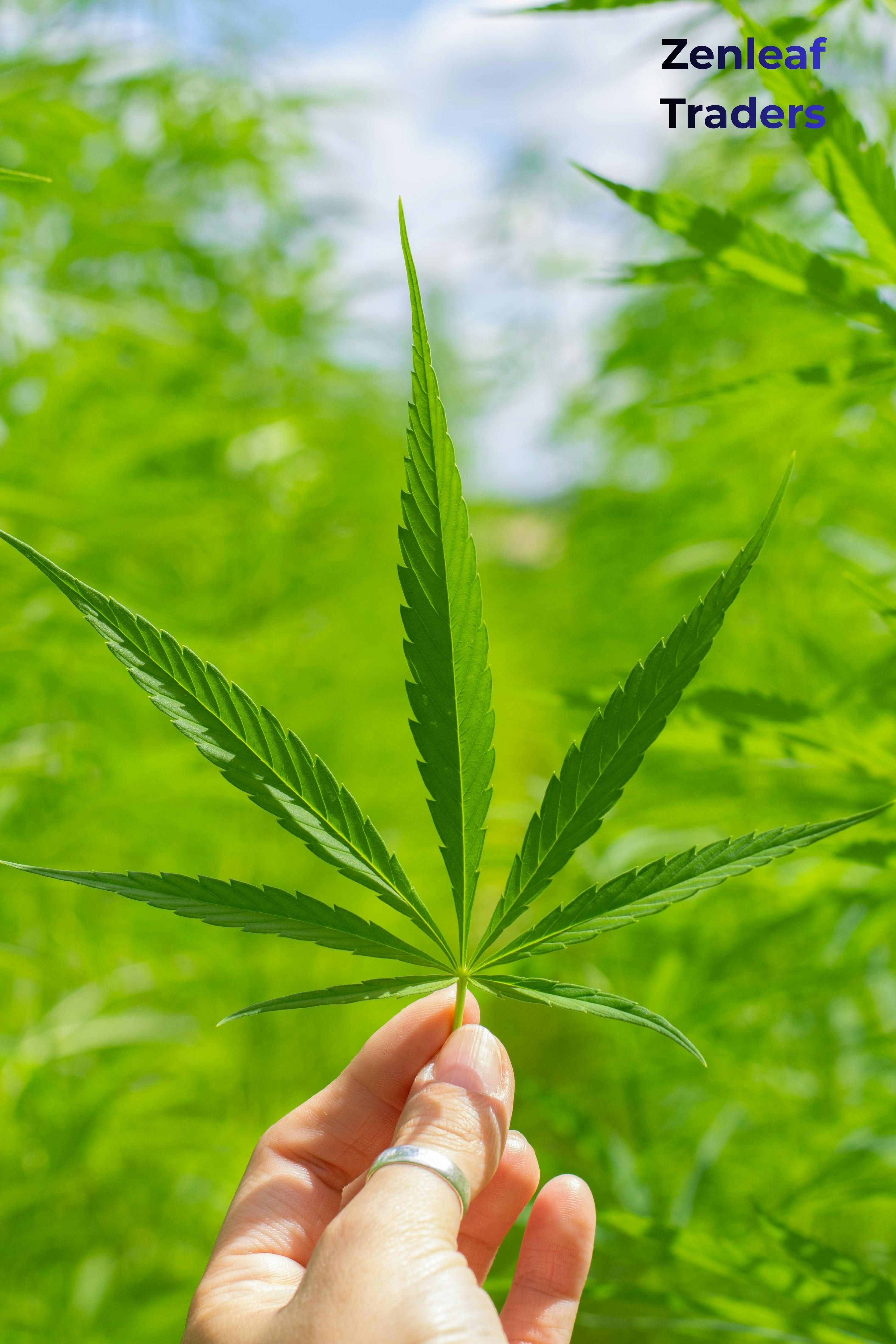 Kup Cannabis Online Polska Safe Delivery