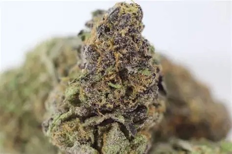 Purple Kush