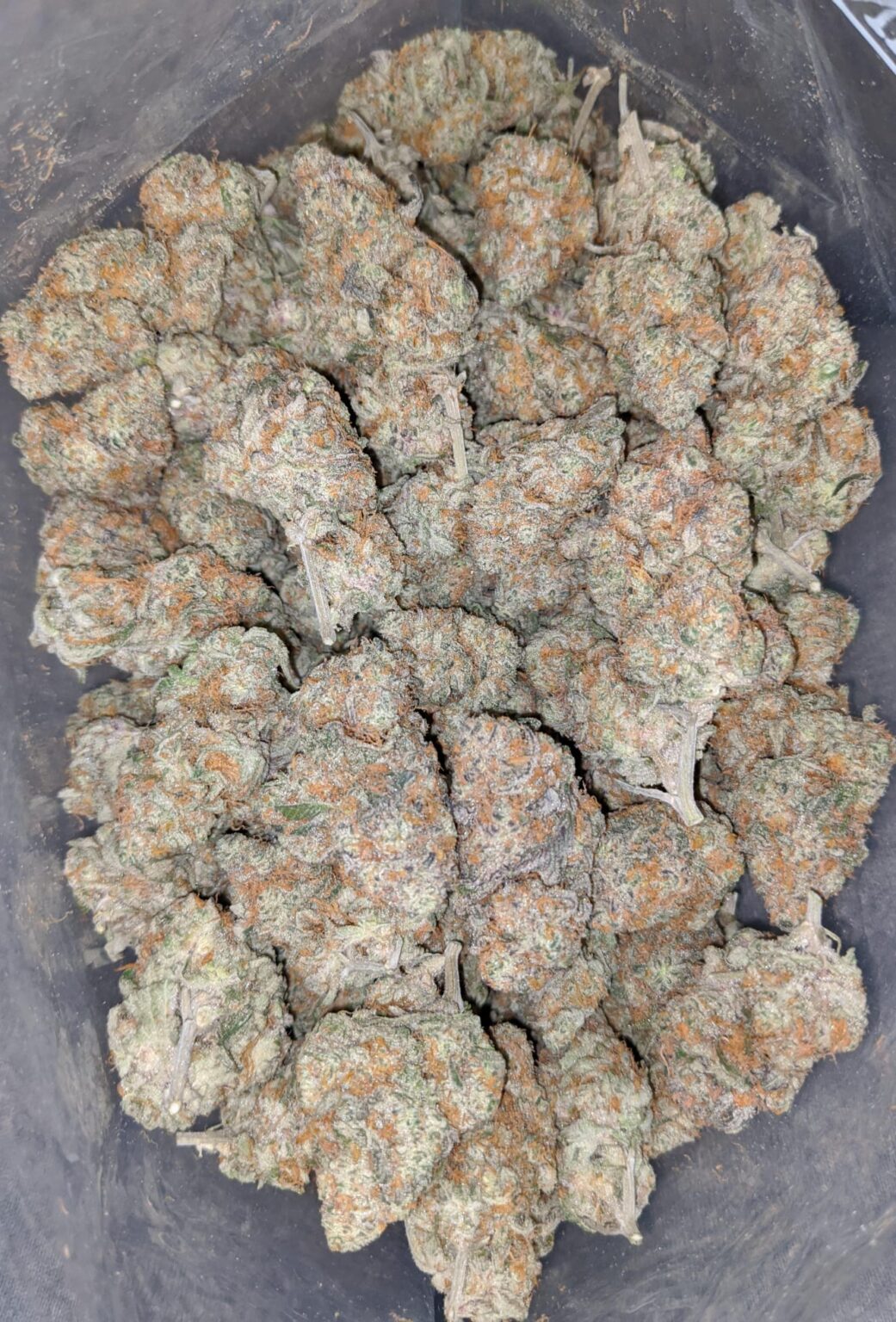 Sour OG